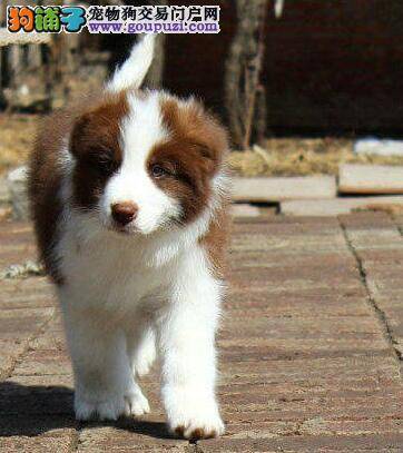 这两天边境牧羊犬莫名其妙的吐了，没事吧