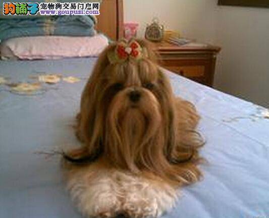 细心呵护 保持西施犬爪部健康的三个方法