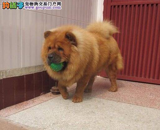 宠物训练大赛之松狮犬如何能学会空中接食的本领