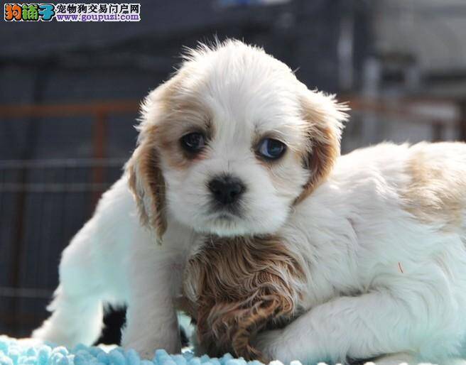 两个多月的可卡犬没精神，没食欲拉血是什么毛病