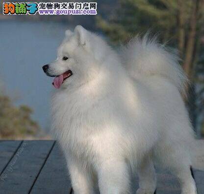 萨摩耶现象十个月了，如何帮助它驱虫