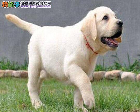 拉布拉多犬总是拉稀是为什么，应怎么办