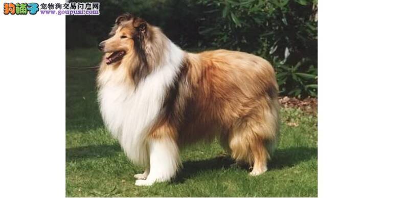 认识英系苏格兰牧羊犬