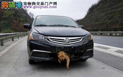 重庆高速被车撞 狗无大碍 被封“狗坚强”