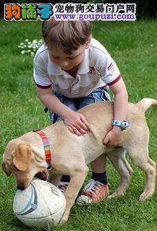 宠物狗可明显改善自闭症患儿的行为问题