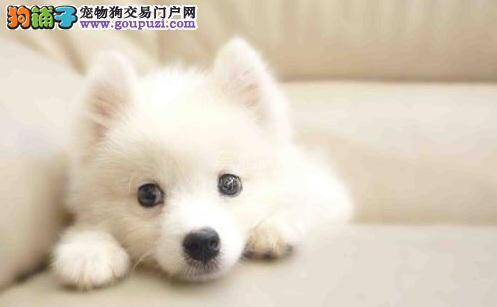 日本银狐犬好养活吗