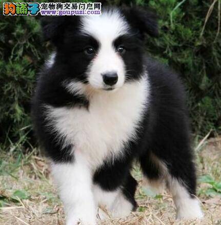 边境牧羊犬的耳朵出现耳螨，有异味如何是好