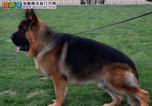 判断德国牧羊犬健康与否的方法