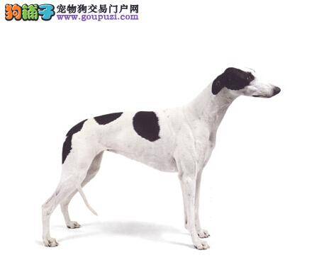 牙齿保健大全 怎样护理格力犬的牙齿健康