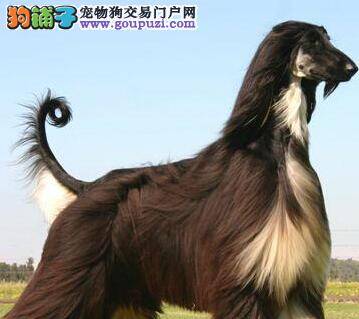 详细了解爱宠阿富汗猎犬的睡眠习惯