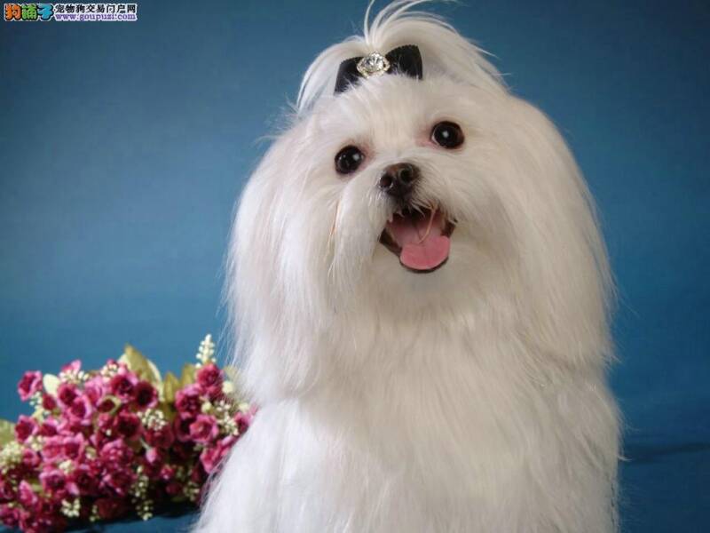 我家马尔济斯犬患上窝咳总咳嗽如何是好