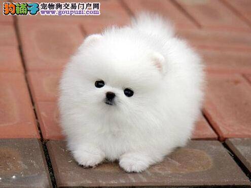 消灭虱子方法多 去除博美犬身上的寄生虫哪种方法管用