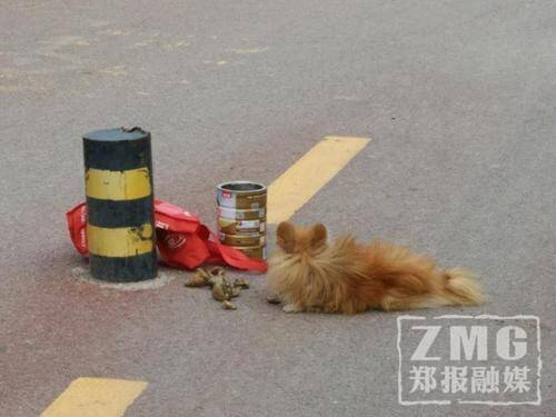 郑州马路上惊现宠物狗 原来因瘫痪被主人遗弃