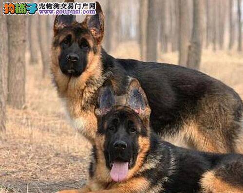 德国牧羊犬下巴长一个较大的瘤是什么病