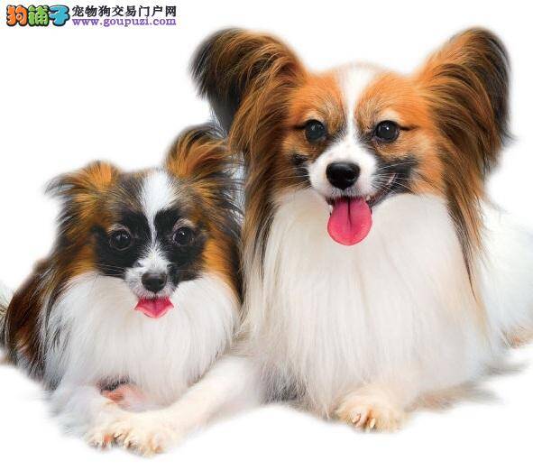 优雅迷人的蝴蝶犬，了解蝴蝶犬