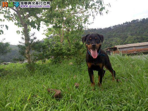 我家罗威纳犬生产过程中出现难产怎么办