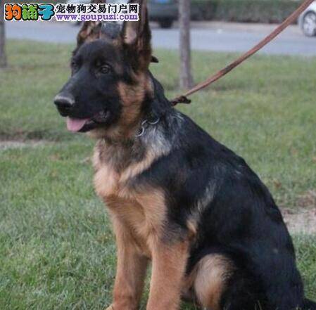 精装的德国牧羊犬商品狗粮食用前需要加热么