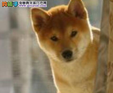 家庭医学宝库 柴犬着凉感冒如何是好