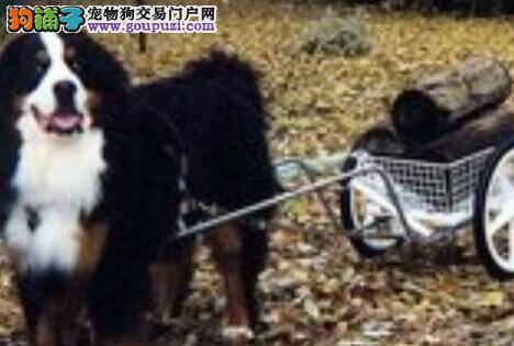 每日一清洁教你如何给伯恩山犬洗澡才是正确的