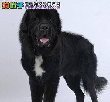 狗爸必知 预防纽芬兰犬晕车的四个要点