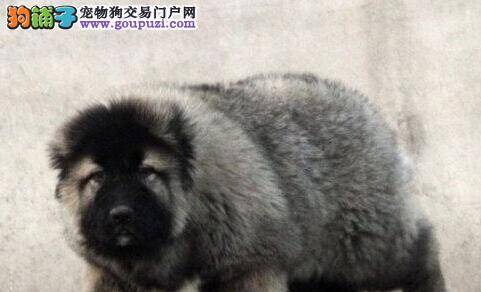 高加索犬不停的咳嗽应该给它吃什么药