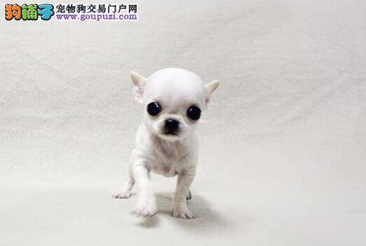 训犬法则大公开 怎样让吉娃娃学会在室外排泄