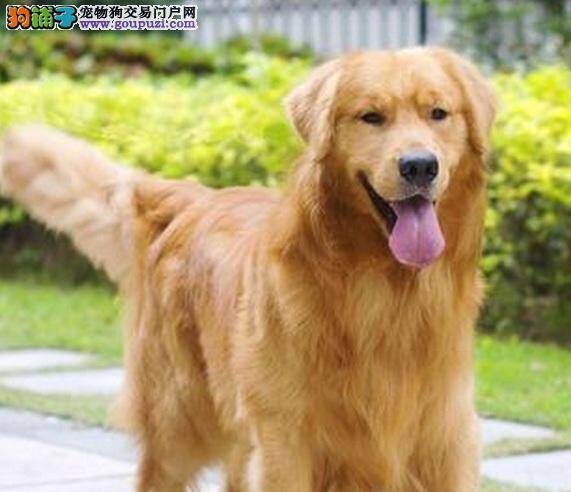 判断金毛犬咳嗽的性质