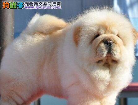 松狮犬最近挑食，不吃饭是什么情况