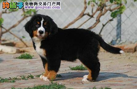 伯恩山犬老卡喉咙是嗓子里有东西吗