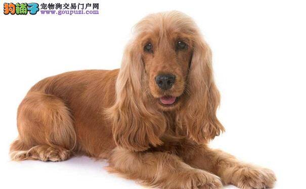 可卡犬的毛发暗淡无光怎么办？三个小秘诀送给你！