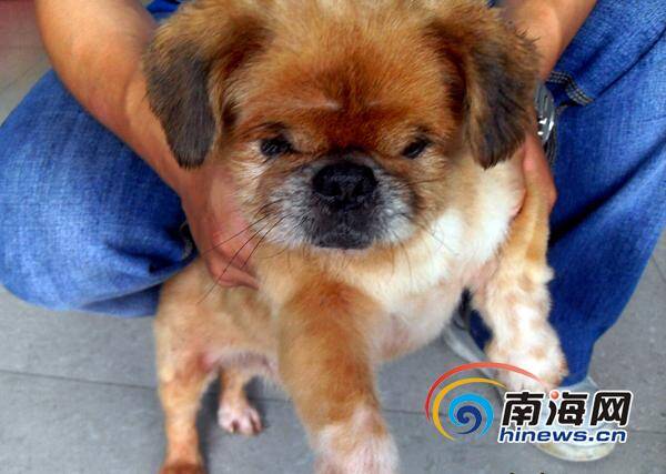 海南省小动物保护协会，有很多的狗狗寻找新主人