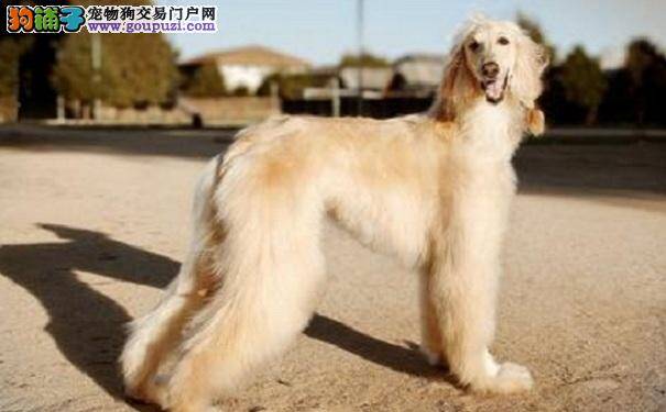 阿富汗猎犬的价格 阿富汗猎犬多少钱