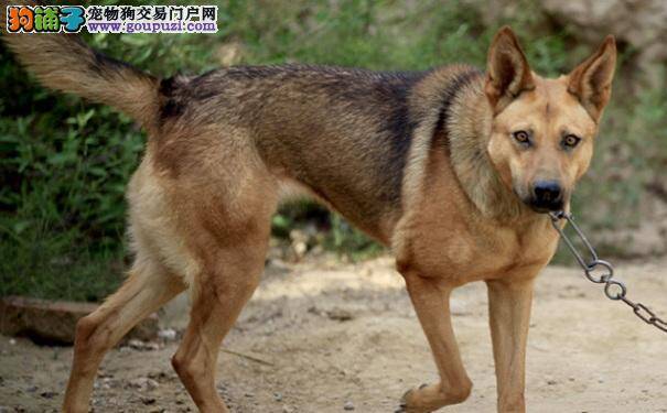 纠正狼狗护食行为 改善狼狗咬人坏习惯
