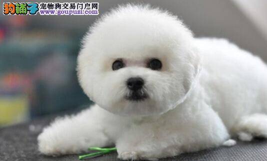 比熊犬鼻子下面有结痂是螨虫吗