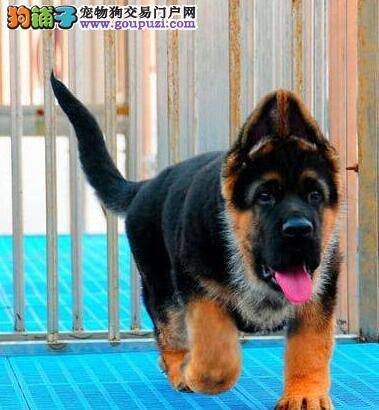 我家德国牧羊犬最近干呕，咳嗽拉稀应如何是好