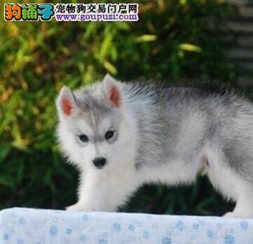 哈士奇最近总咳嗽是怎么了