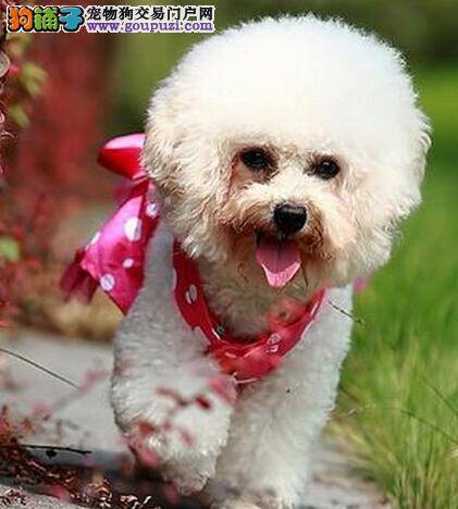 疾病诊断指南 比熊犬出现后腿无力的原因及治疗方法