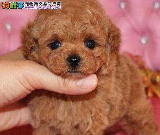 如何购买一只健康优秀的泰迪犬