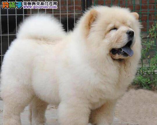 松狮犬有口臭是什么毛病，应怎么办