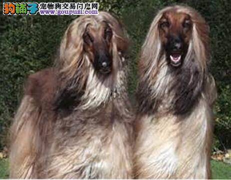 洋葱危险需禁食 为什么阿富汗猎犬不能吃洋葱