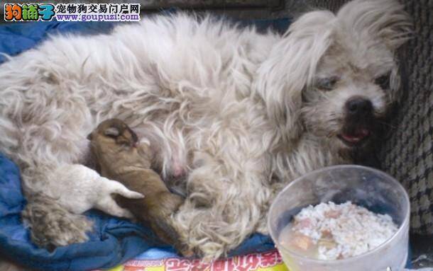 荆州街头狗妈病倒，4只刚出生的小狗无人照料