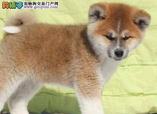 日常帮手 隆重推出秋田犬洁牙球