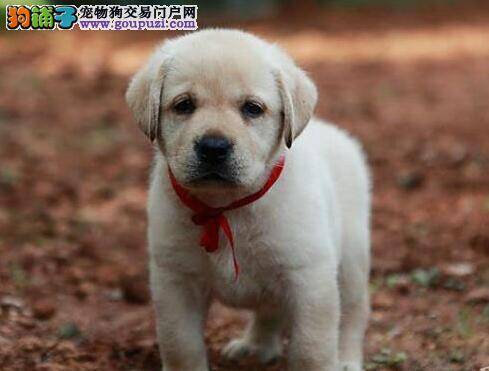 拉布拉多犬意外烫伤自己在家怎么治疗处理