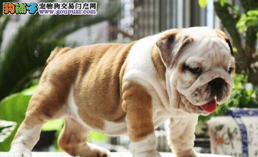 怎样让斗牛犬保持清新口气