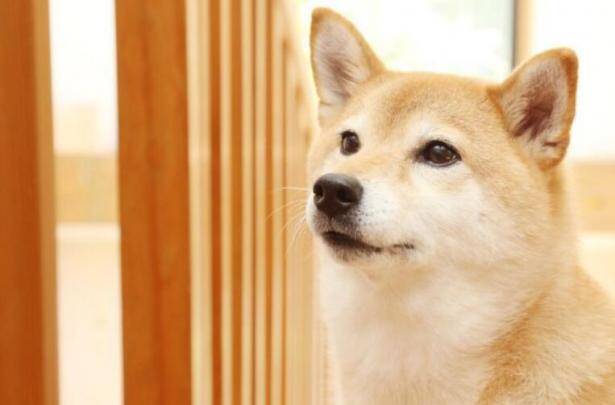知道为什么这么多人喜欢养柴犬吗？原来是这些原因