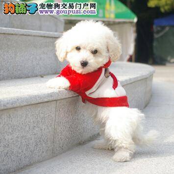 运动有利也有弊 如何让茶杯犬在运动中不受到伤害