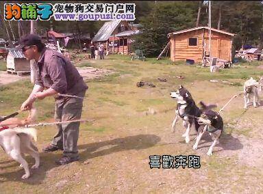 生存大不易!雪橇犬「打工换粮」全球暖化危及寒带狗