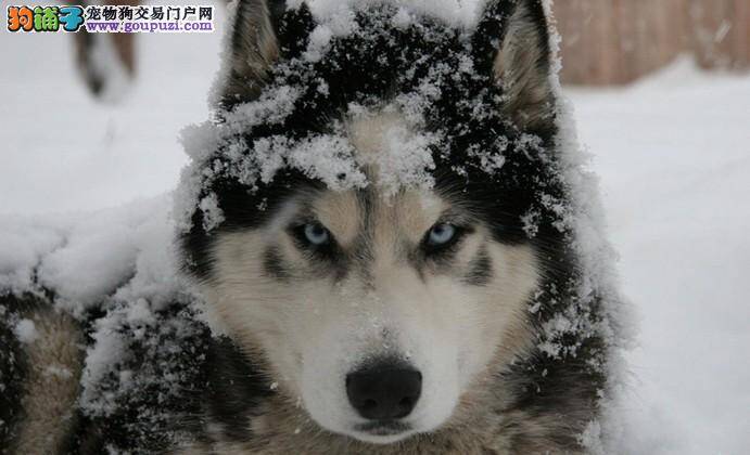 阿拉斯加雪橇犬的基本外观以及优势