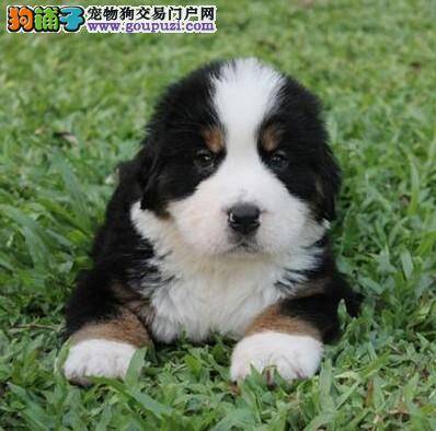 伯恩山犬最近总呕吐，拉稀没什么事吧