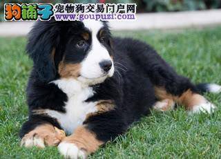 适合伯恩山犬磨牙的食物有哪些